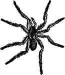 "The Tarantula is a large spider, with a body about an inch in length; its bite was formerly supposed to produce Tarantism, and doubtless in some cases, produces disagreeable symptoms. It is a native of Italy, but varieties, or closely allied species, are found throughout the S. of Europe. The tarantulas of Texas and adjacent countries are large species of Mygale."&mdash;(Charles Leonard-Stuart, 1911)