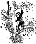 A monkey in a tree.
