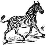 The Mammals: T-Z ClipArt gallery contains 108 illustrations of mammals starting with the letters "T," "U," "V," "W," "X," "Y," and "Z" including:  tapir, tatou, terrier, tiger, vicuna, walrus, weasel, whale, wolf, wolverine, wombat, woodchuck, yak, zebra, zebu, zemni, and zorilla.