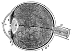 1, the sclerotic thicker behind than in front; 2, the cornea; 3, the choriod; 6, the iris; 7, the pupil; 8, the retina; 10, the anterior chamber of the eye; 11, the posterior chamber; 12, the crystalline lens, enclosed in its capsule; 13, the vitreous humour, enclosed in the hyaloid membrane and in cells formed in its interior by that membrae; 15, the sheath; and 16, the interior of the optic nerve, in the centre of which is a small artery.