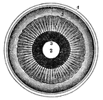 The iris and adjacent structures seen from behind. 1, the divided edge of the three coats, the choroid being the dark intermediate one; 2, the pupil; 3, the posterior surface of the iris; 4, the ciliary processes; 5, the scalloped anterior border of the retina.
