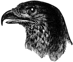 The head of a Brazilian Eagle