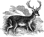 A species of deer well known in Britain, being very commonly kepts in parks, as it is also in most parts of Europe.