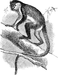 A long tailed monkey with well developed thumbs, cheek pouches, and ischial callosites.