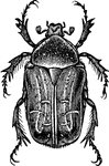 A beetle of the Centonia genus.
