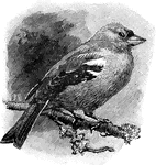 A common European bird whose pleasant short and often repeated song is haerd fro early spring to the middle of summer.