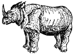 This one-horned rhinoceros is an Asian breed. The skin of an Asian rhino is rougher and more folded than its African counterpart.