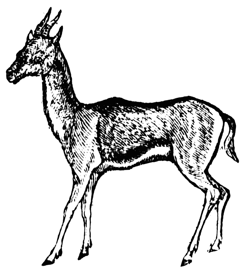 gazelle clipart