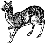 The musk deer receives its name from the valuable drug it produces.  Its numbers have been greatly reduced due to its destruction for musk, which is used in the manufacturing of perfume.