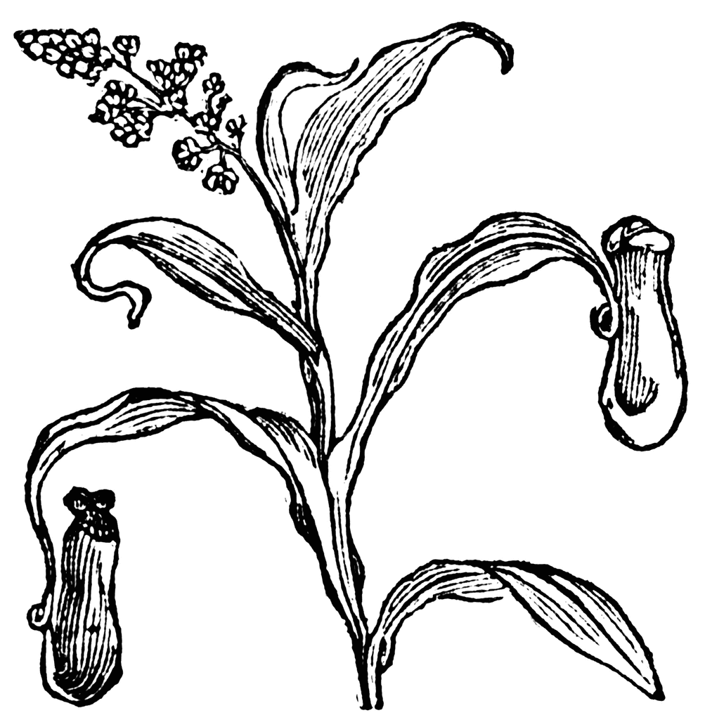A garden's chronicle: Dionaea muscipula scientific botanical plate