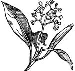 The camphor plant is known for its essential oil that gives it its characteristic odor. The oil is distilled from the plants roots and small branches. These plants may be used in medicine, perfumes or flavorings.