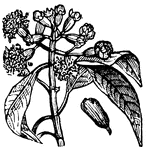 The clove gets its characteristic name from its unopened dried flower buds which are sold for medicinal or culinary purposes.