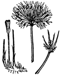 A plant originating in Egypt that was used to make papyrus, a writing material until paper was introduced in the 8th Century.