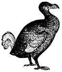 Mauritius was the home of the now extinct dodo bird. The last bird was killed in 1681.