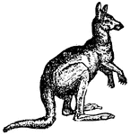 Kangaroos are found in Australia, New Guinea and Tasmania. They have powerful rear legs and a muscular tail used for hopping and for defending themselves against predators.