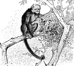 A monkey in a tree