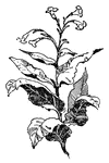 A tobacco plant from the Native Americans