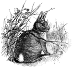 A cotton-tail rabbit.