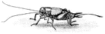 A house-cricket