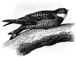 A nighthawk on a branch