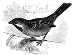 A sparrow on a branch