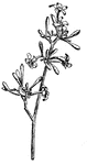 A papya blossom