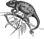 There are about 59 known species, <em>Cham&aelig;leon vulgaris</em> being the most famous. its body is 6 to 7 inches long, tail about 5 inches. The skin is cool to the touch and contains small grains or einences which are of a bluish-gray color in the shade. The extraordinary faculty which the chameleon possesses of changing its color, in accordance with that of the objects by which it is surrounded or its temper.