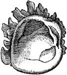 Left valve of a mollusk of the Chamid&aelig' genus.