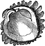 Right valve of a mollusk of the Chamid&aelig' genus.