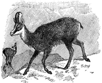 Its size is about that of a well grown goat., and it is so agile that it can clear at a bound crevices 16 to 18 feet wide. The chamois is one of the most wary antelopes, and possesses the power of scenting man at an almost incredible distance, so that the hunting of it is an occupation of extreme difficulty and much danger. Its skin is made into a soft leather.