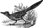Also called the ground cuckoo, road runner, or paisano. A large errestrial bird or the family Cuculid&aelig;.