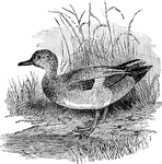 A freshwater duck.