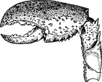The pair of pincers or nippers, or te so-called claw, which terminates some of the limbs of most crustaceans, as in crabs and lobsters.