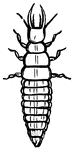 Larva, the second stage of the lace-wing fly.