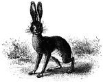 The jack-rabbit, with his ears perched.