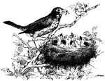 A bird feeding her babies