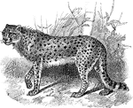 A hunting leopard. Has a short mane crest of hairs passing from the back of he head to the sholders. A very fast runner.
