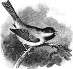 The popular name of the American black capped titmouse. Usually almost 6 inches in length.