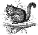 A small species of squirrel, about 7 inches long with a tail about the same length. The ears are tufted, the back is reddish with a black stripe.
