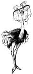 An ostrich in a circus