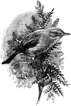 A common European bird, similiar to the warblers.