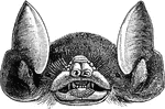 The head of a common bat.