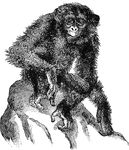 A large West African Ape. A dark blackish brown hair, flesh-colored hands and feet, arms reaching to the knee, and very large ears, and like the orang in having the hair on its forearm turned backward.
