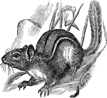 A name of a hackee or chirping squirrel of the United States. usually a small striped species about 6 inches long, with a tail about 4 inches long. it is reddish brown in the upper parts and has two white stripes and four black ones on the sides.