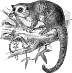 A small brown mouse lemur of Madagascar.