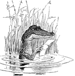 A cartoon of a crocodile, reading a letter.
