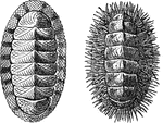 They differ from all other mollusks in having a bilaterally symmetrical covered with a number of seperate overlapping plates or valves, thus exhibiting the nearest approach to the vermiform or articulated type of structure.
