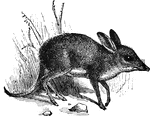 Notable for the disproportionate development of hind limbs and the reduction of the lateral digits of both the fore and the hind feet, the former having but two functional toes, and the latter consisting mainly of an enormous forth toe.