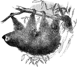A genus of tardigrade edentate mammals, including unau or two toed sloths.