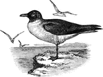 A small to medium sized gull, which when an adult, have their head enveloped in a dark or blackish hood or capistrum.
